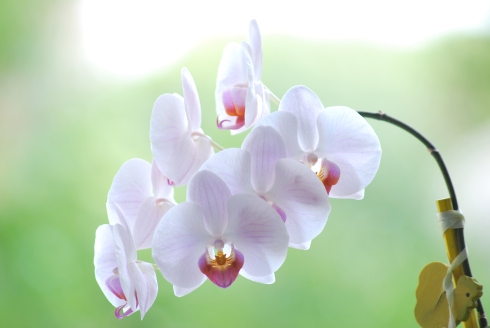 His picture: orchid