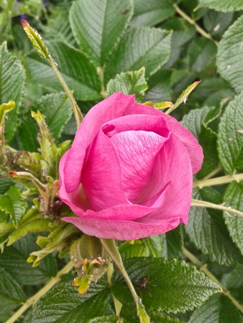 Her picture: blooming rosebud.